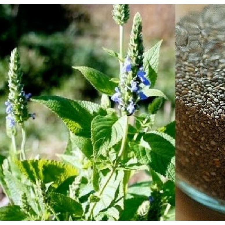 Hạt Giống Hạt Chia - Mỹ  100 hạt/gói