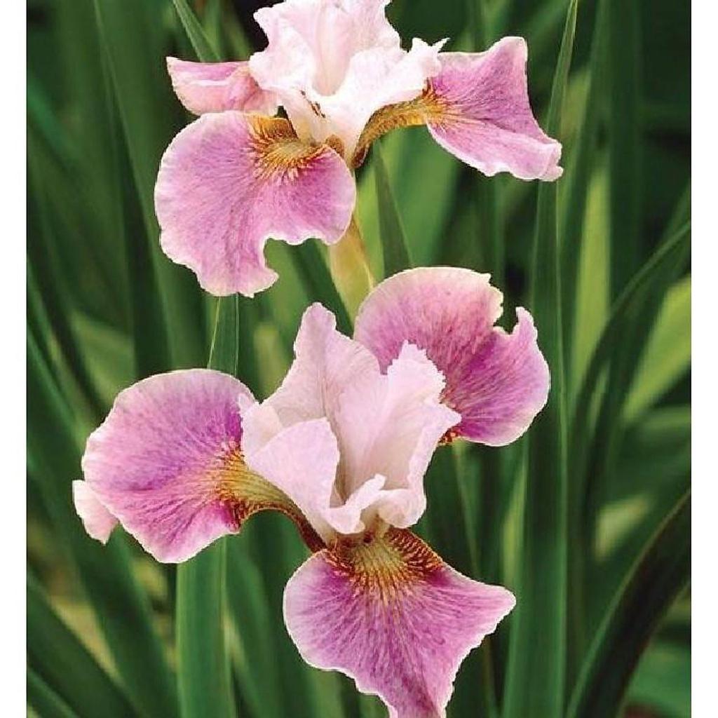 Hạt Giống Hoa Diễn Vĩ Hồng -