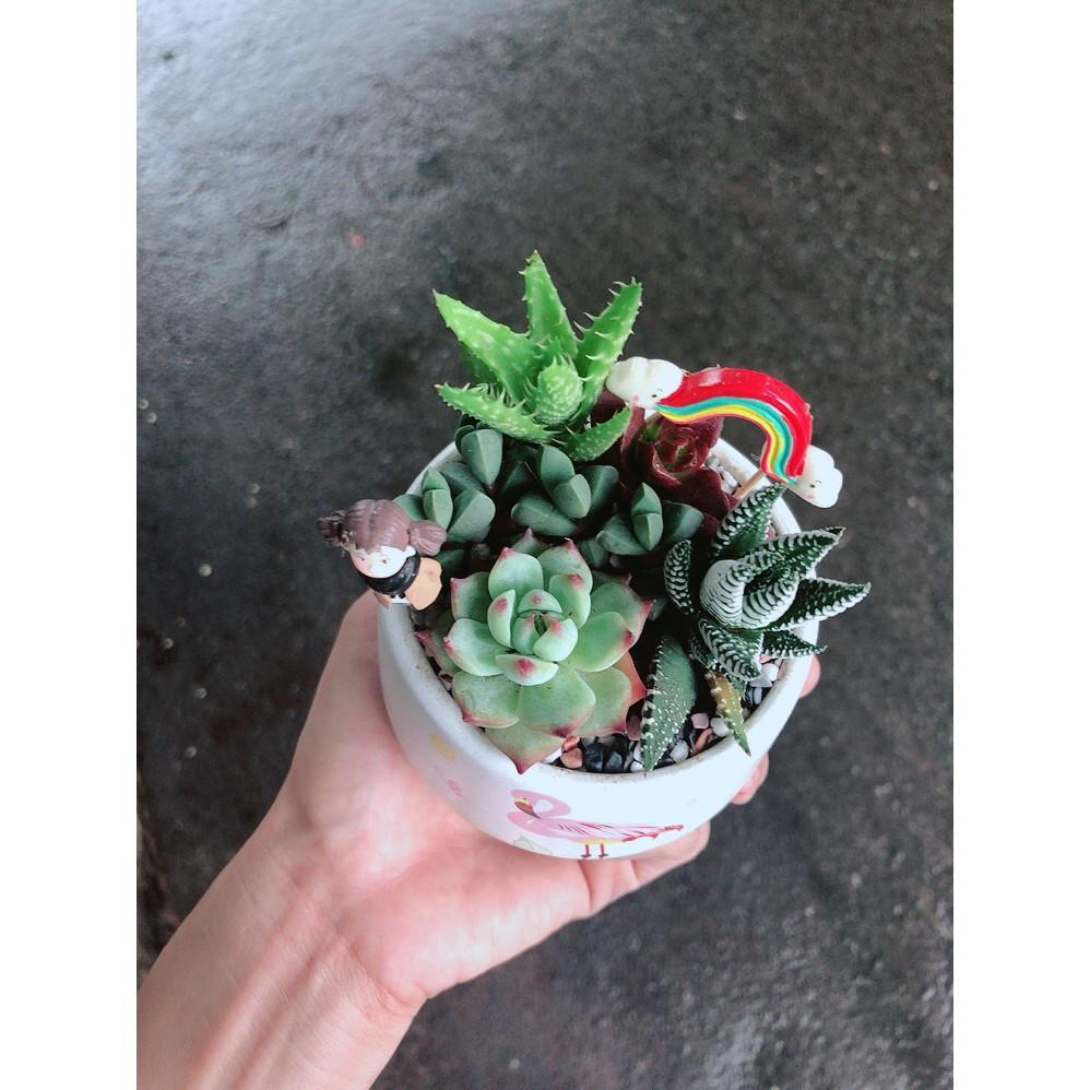 Chậu sen đá tiểu cảnh 14