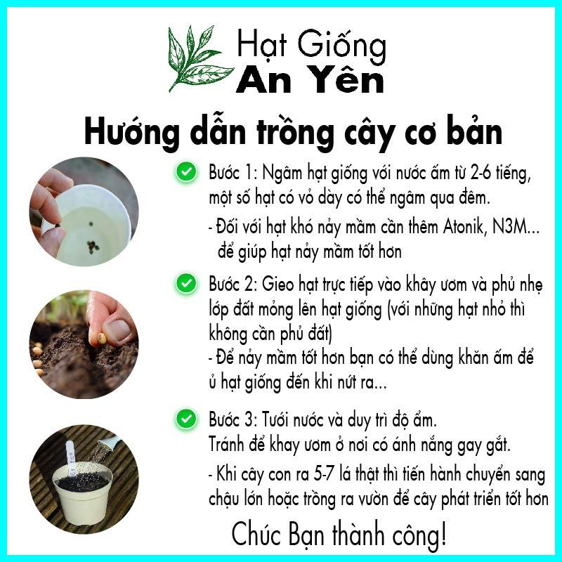 Hạt giống xà lách xanh thu hoạch sớm, dễ trồng, nảy mầm cao, sinh trưởng khoẻ
