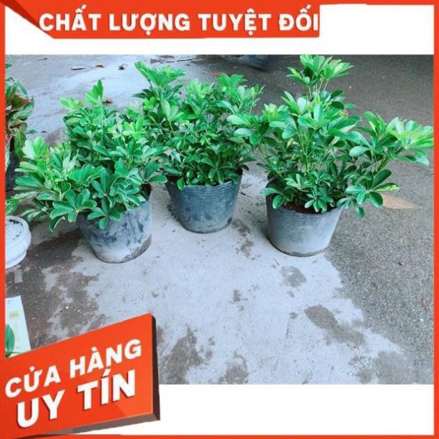 Ngũ Gia Bì Size Đại