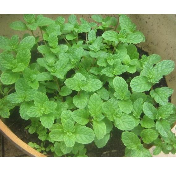 100 hạt giống hủng lủi húng bạc hà