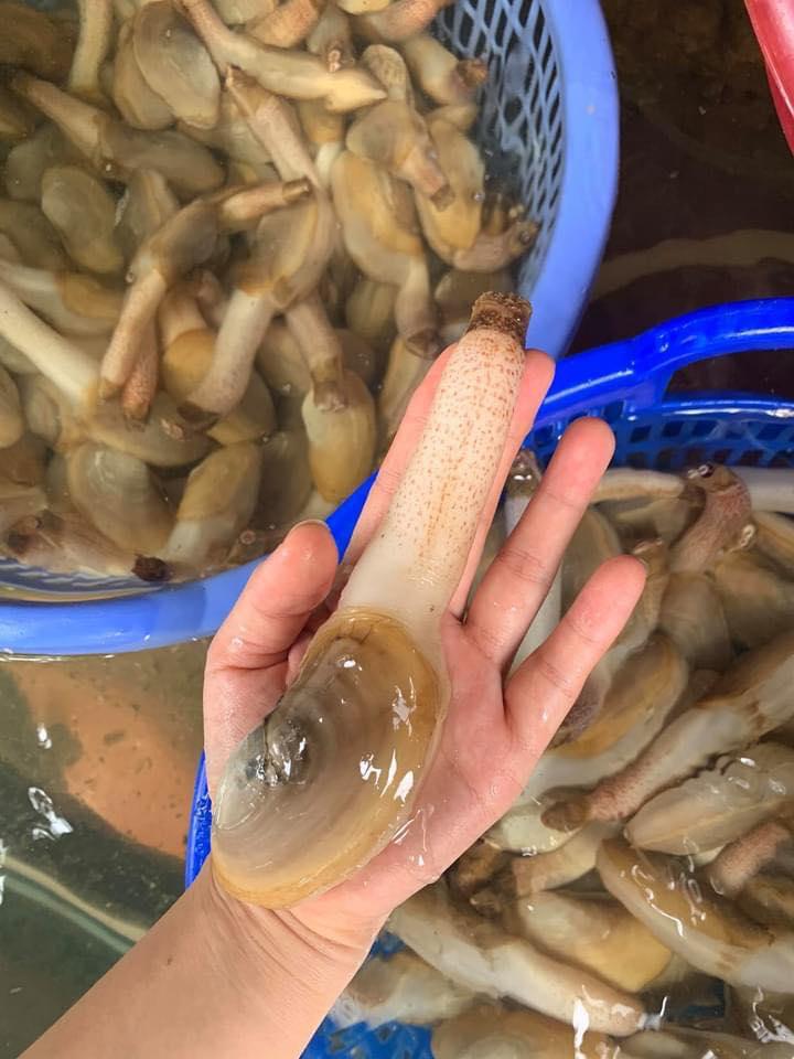 Tu hài - 1kg
