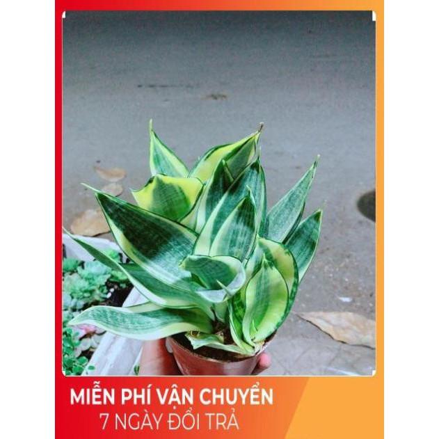 Lưỡi Hổ Thái Vàng