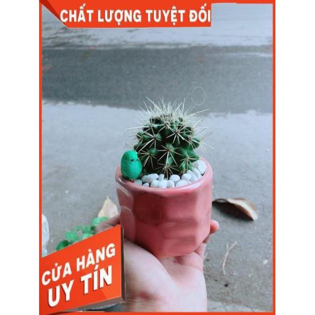 Chậu Xương Rồng Kim Hổ