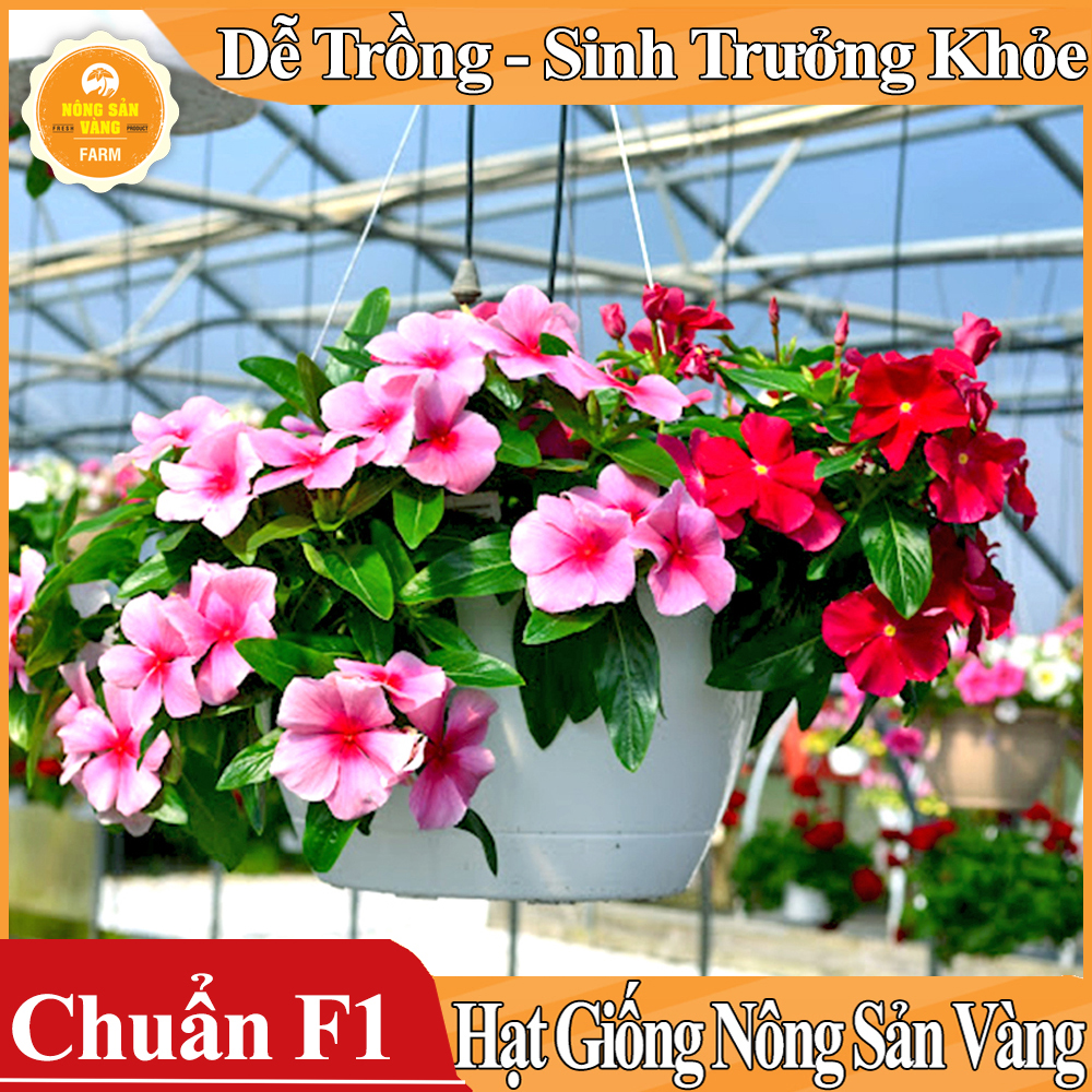 Hạt giống Hoa Dừa Cạn Đứng Nhiều Màu - Nông Sản Vàng