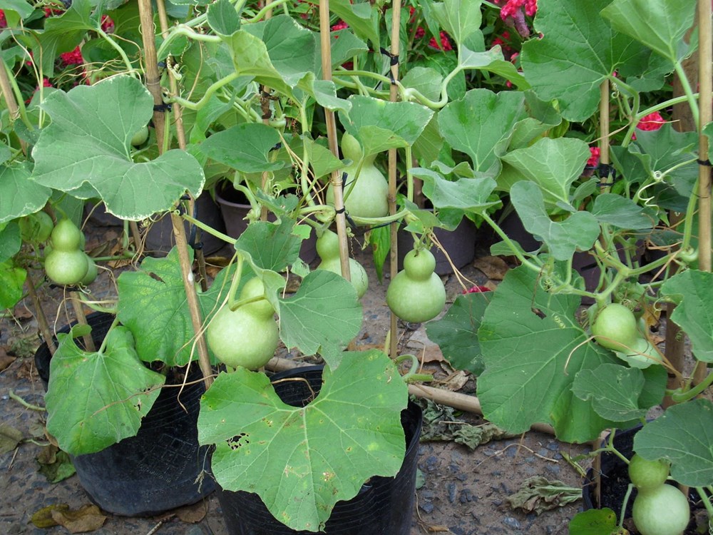 1 Gói Hạt Giống Bầu Hồ Lô Tí Hon