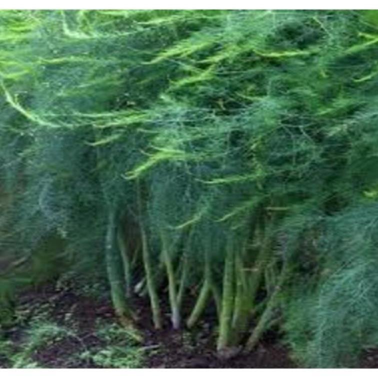 Cây giống Măng Tây xanh cây giống chuẩn F1