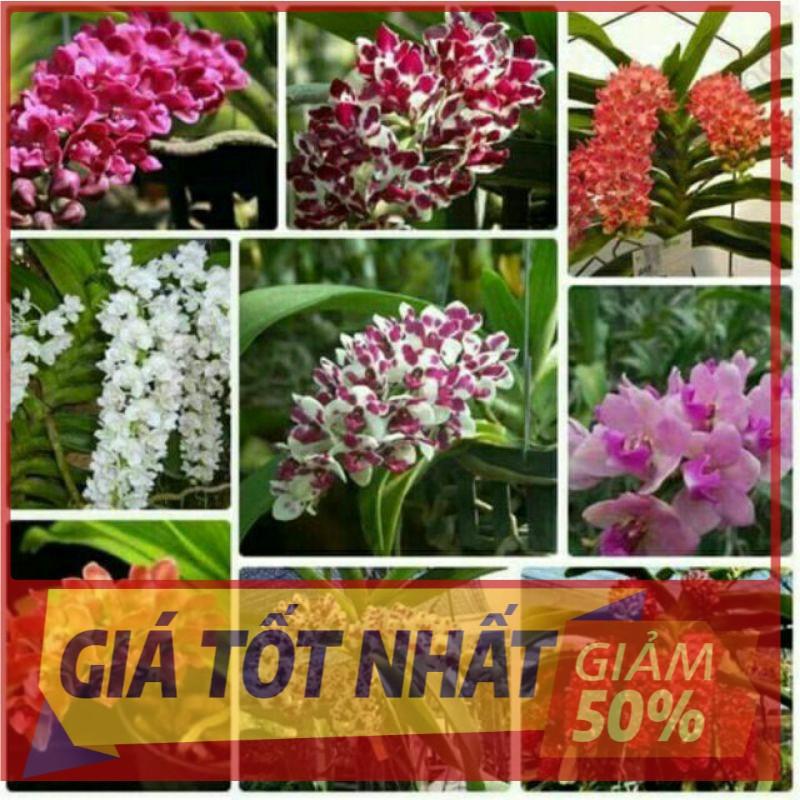 Cây lan ngọc điểm đủ màu chơi tết cam kết chất lượng UY TÍN CHẤT LƯỢNG