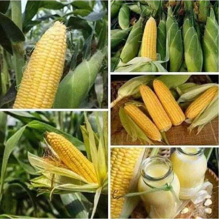 Hạt giống bắp siêu ngọt vàng gói 50gram
