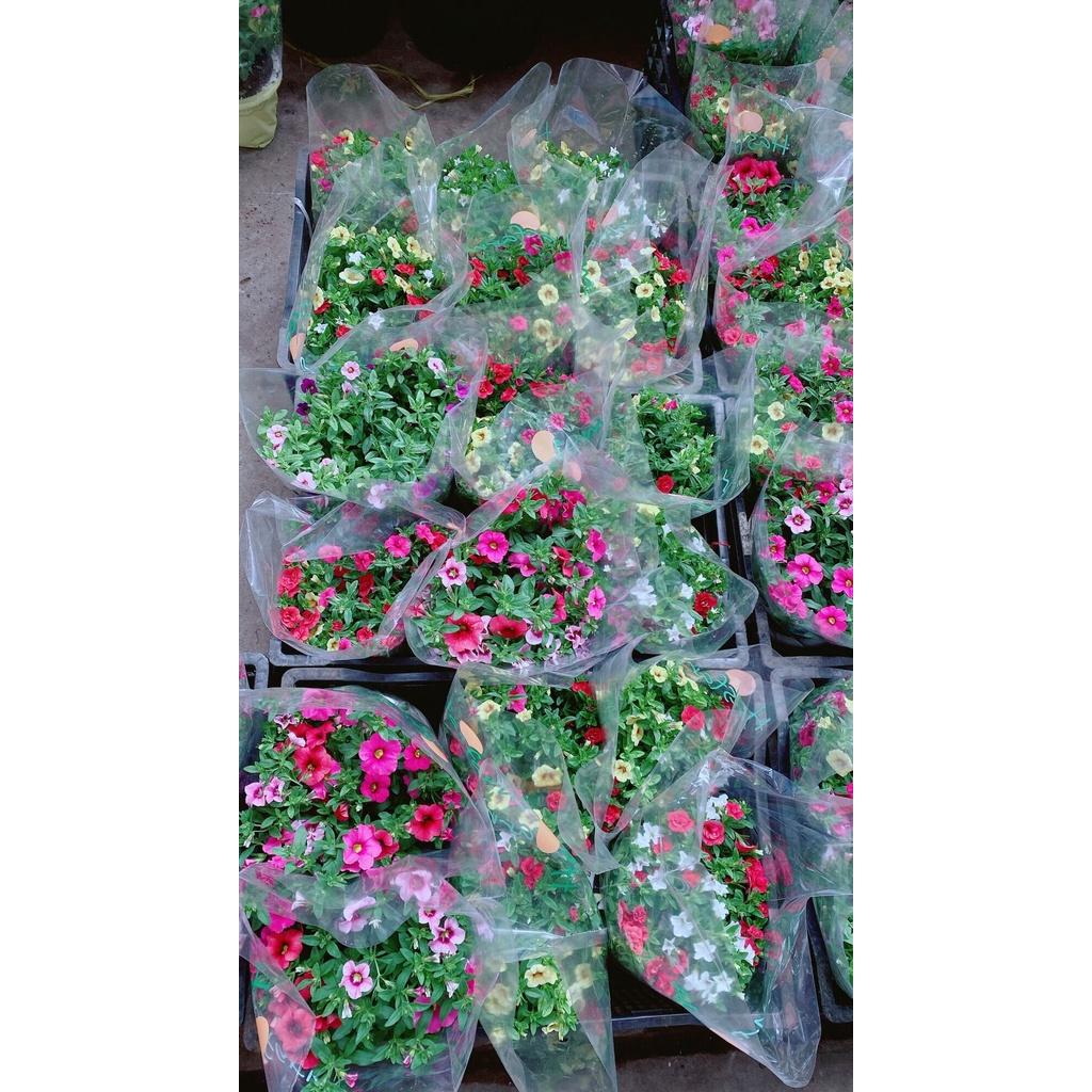 Chậu Hoa Triệu Chuông