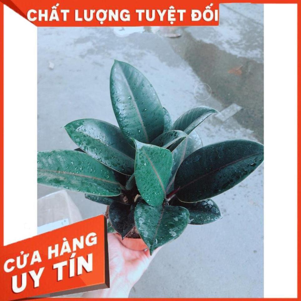 Cây Búp Đa Đỏ