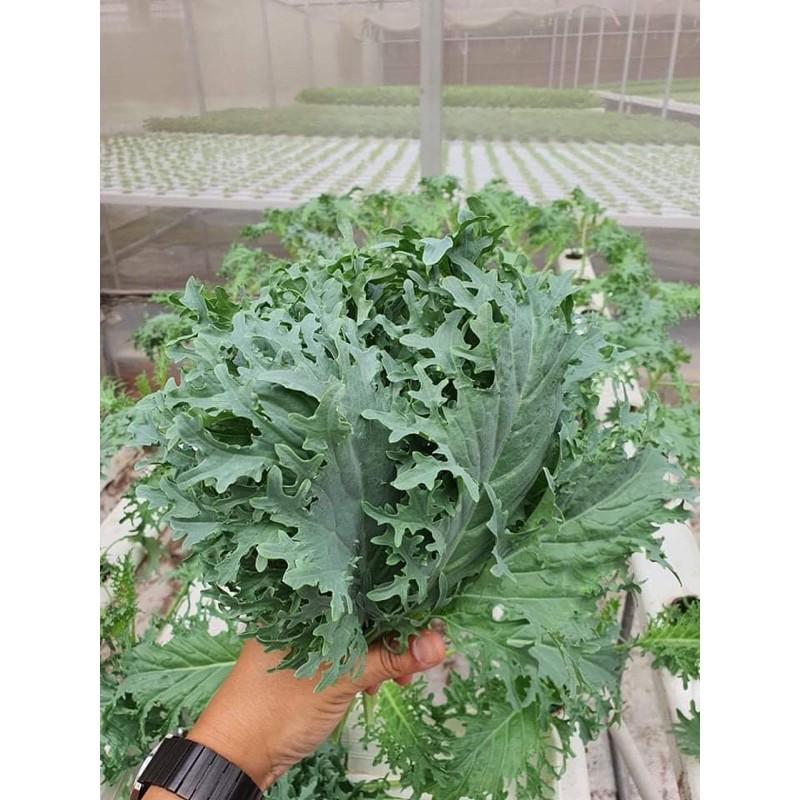 Hạt giống cải kale rong biển mỹ f1
