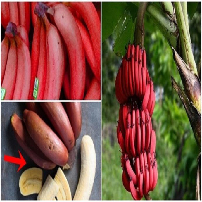 CÂY GIỐNG CHUỐI TÂY ĐỎ DACCA