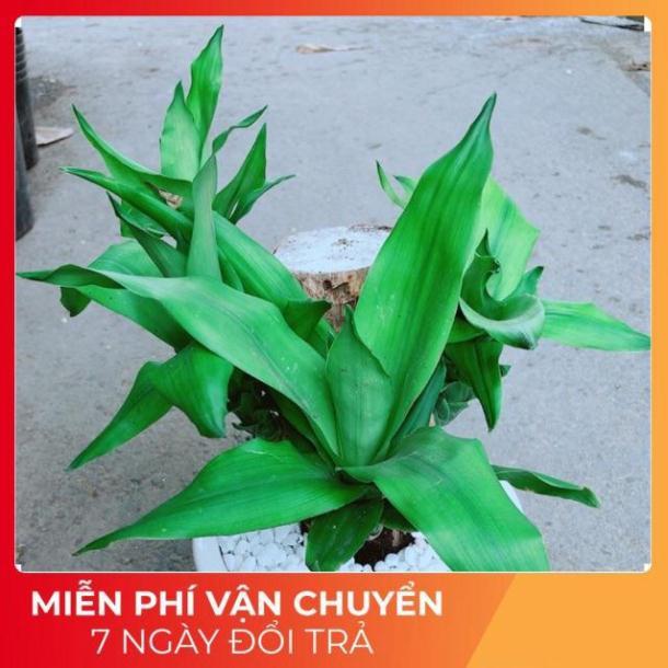 Chậu Cây Phát Tài