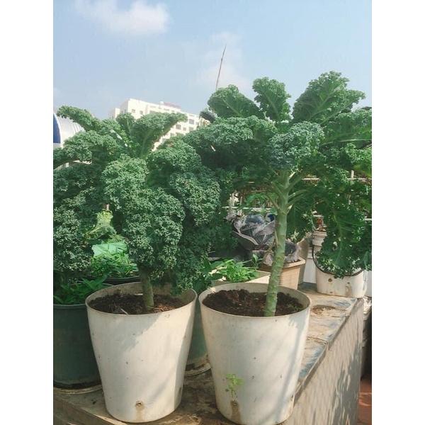 1kg Phân Bón Nảy Chồi - Ra Lá - Tăng Trưởng Mạnh NPK 30-10-10