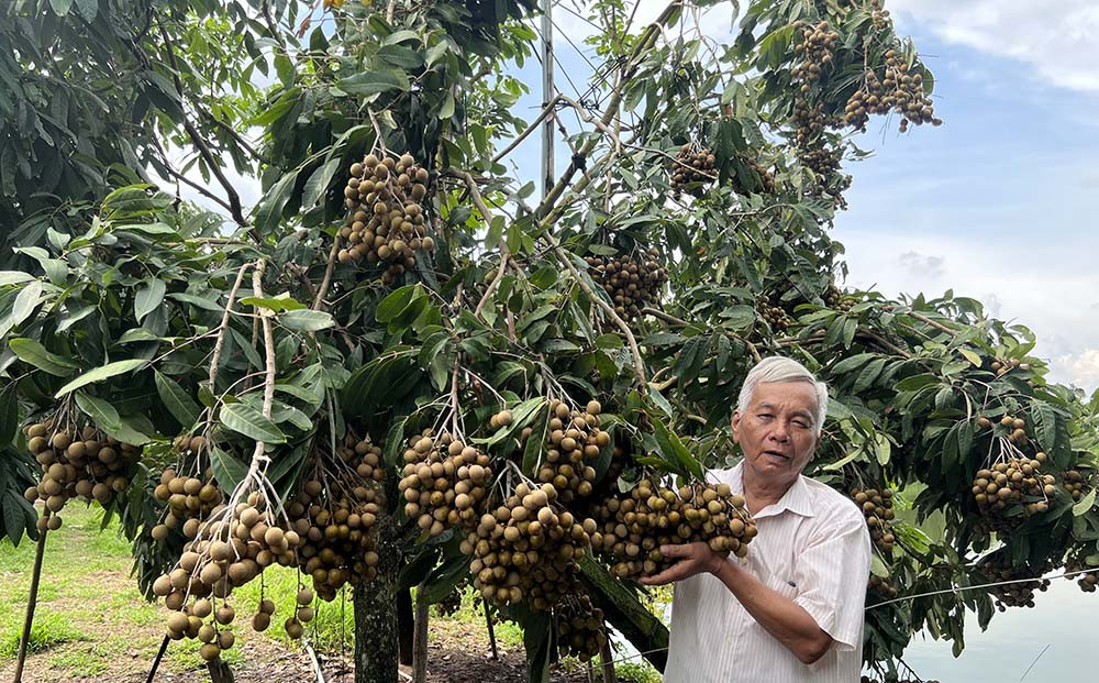 Cây giống nhãn tiêu siêu sai