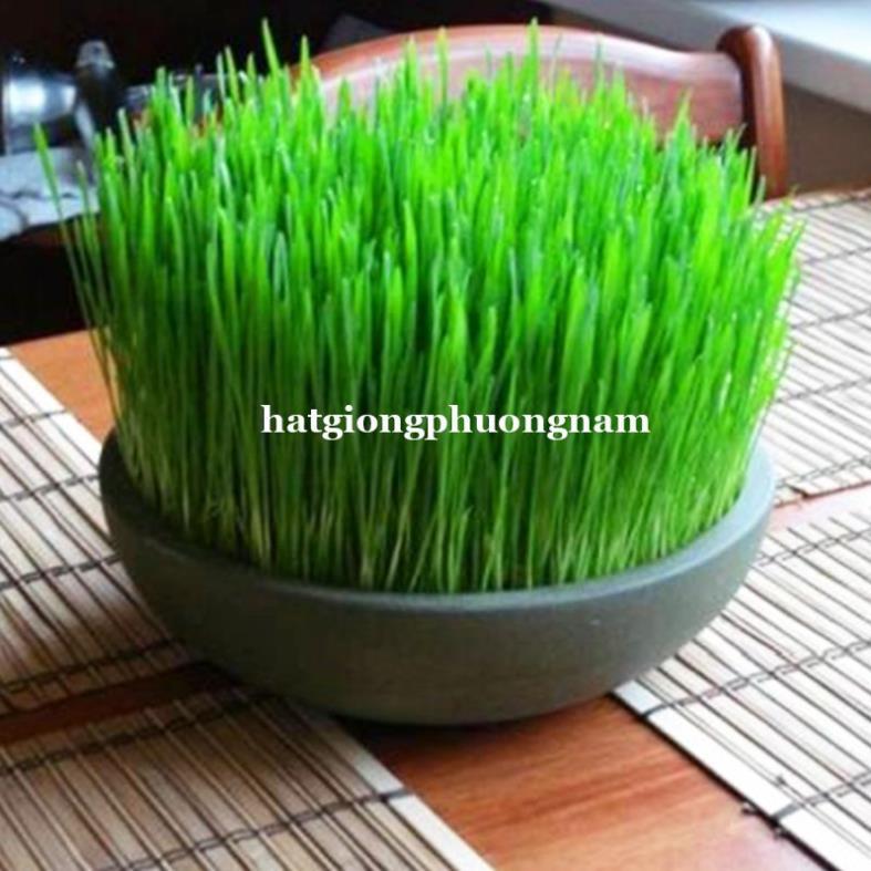 1KG - HẠT GIỐNG CỎ LÚA MÌ( LÚA MẠCH) - CỎ MÈO