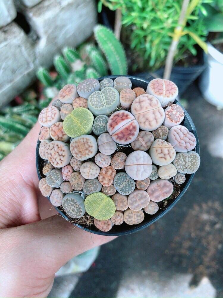 Hoa Sỏi - Thạch Lan