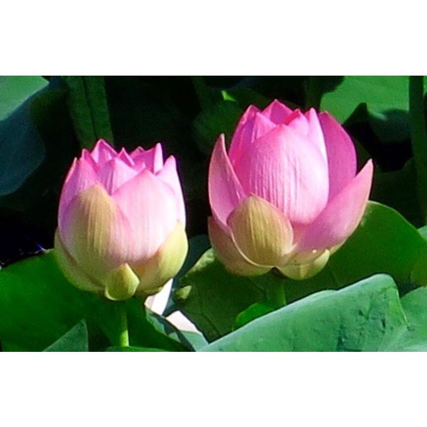 Hạt Giống Hoa Sen Hồng -