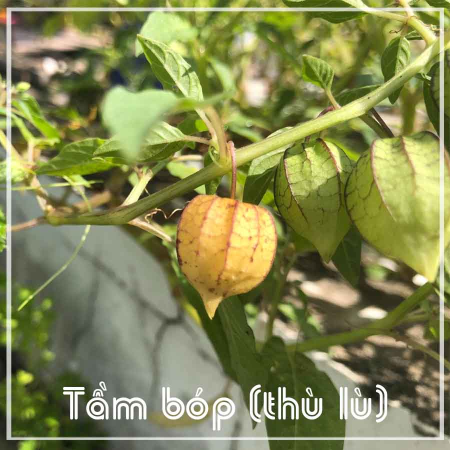 CÂY TẦM BÓP khô sạch đóng gói 500g - Hàng Công ty loại 1