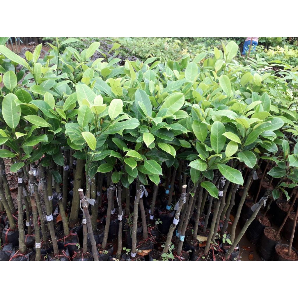 Cây giống Mít Tố Nữ ghép - 100% GIỐNG CHUẨN ĐẸP NHƯ HÌNH .