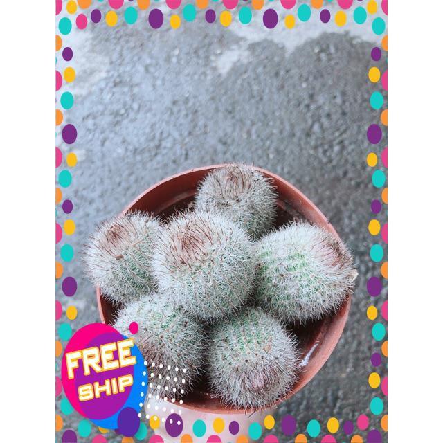 Xương Rồng Bụi
