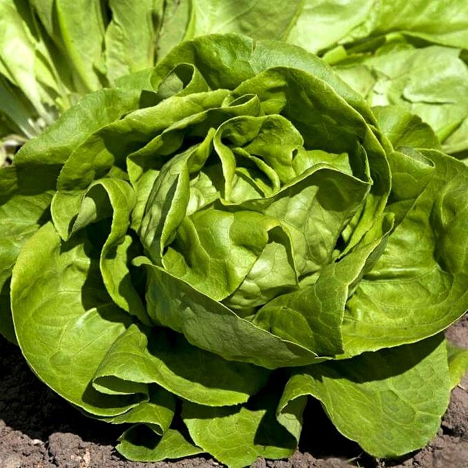 Hạt giống Xà lách búp Rado 45 gói 5gr