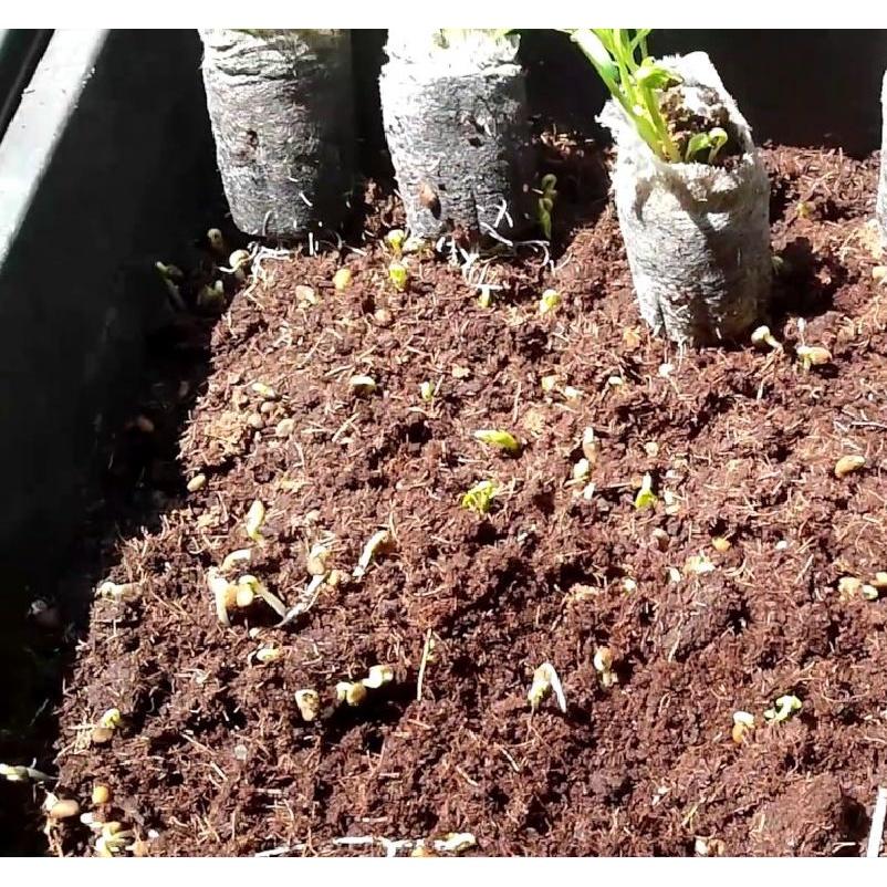5 Viên Nén Mụn Dừa Hữu Cơ Trồng Rau, Trồng Cây