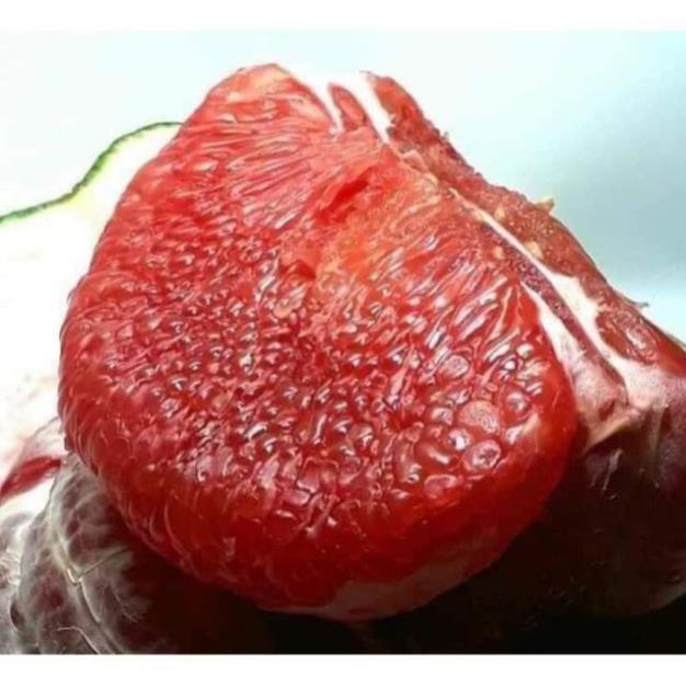 Cây giống bưởi Ruby Thái Lan
