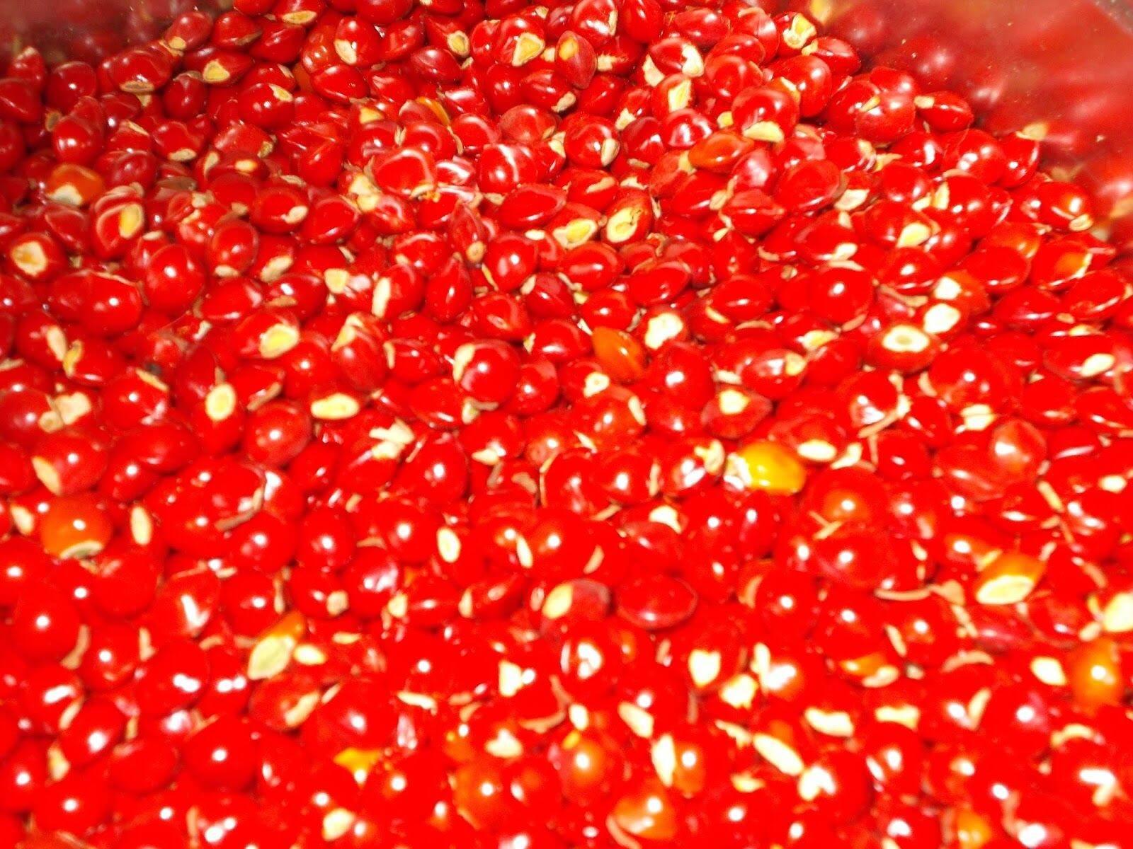 Hạt giống cẩm lai