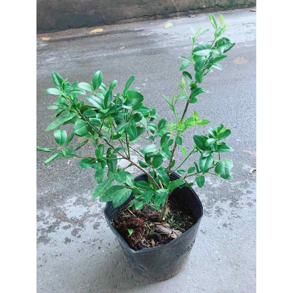 Cây Chanh Kép Cho Nhiều Trái Bán Chạy