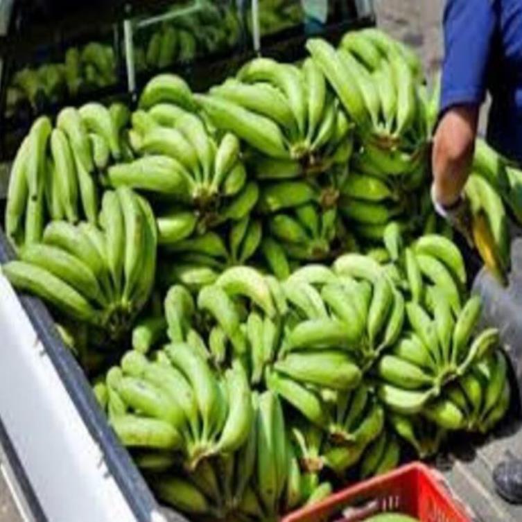 Cây giống chuối già nam Mĩ cây giống chuẩn cho năng suất cao