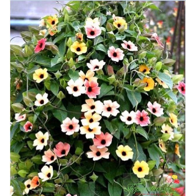 Hạt Giống Hoa Ánh Dương Nhiều Màu CT491 - Gói 5 hạt