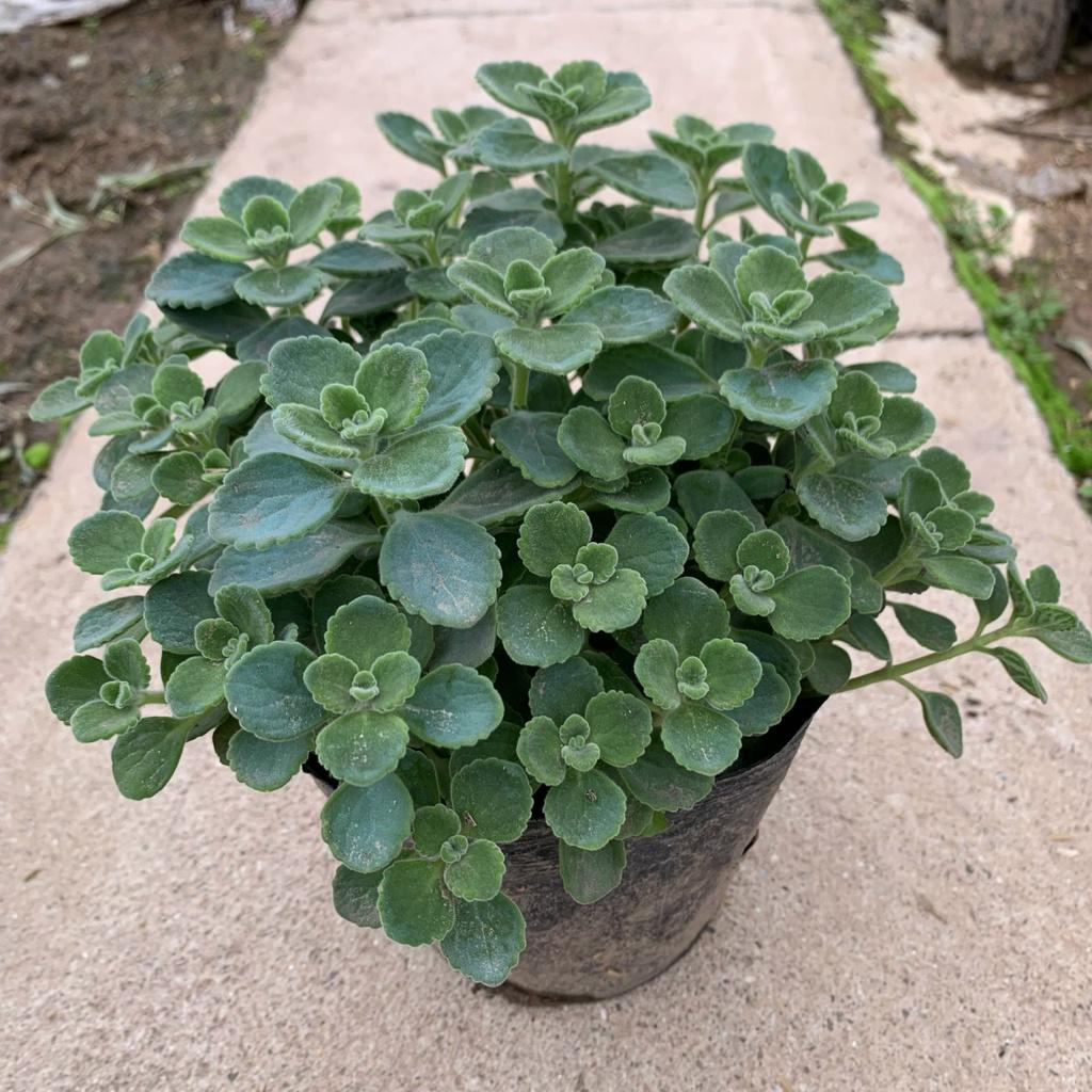 Cây nhất mạt hương cao 15cm, cây tỏa hương thơm nhẹ giúp đuổi muỗi và trang trí sân vườn