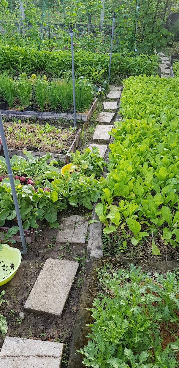 HẠT GIỐNG CÚC NẾP PHÚ NÔNG 20 GR