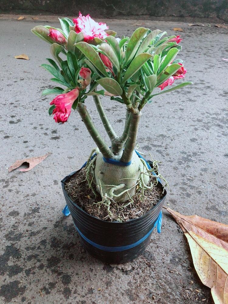 Cây Sứ Thái