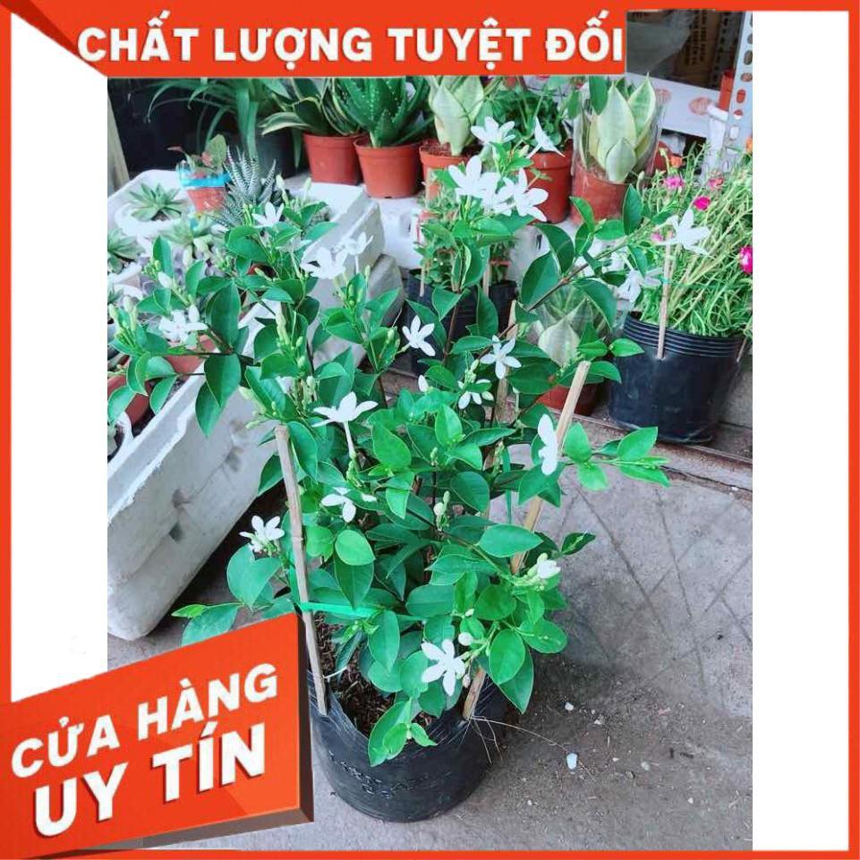 Hoa chỉ thiên Nhiều Người Mua