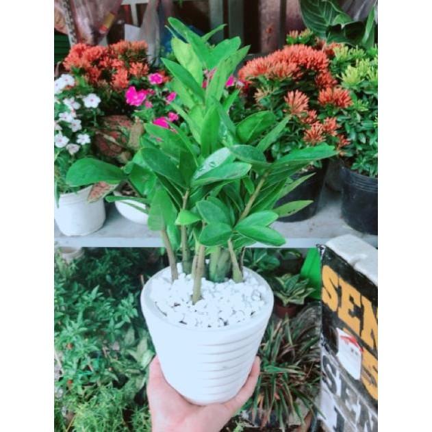 Chậu kim phát tài hay kim tiền