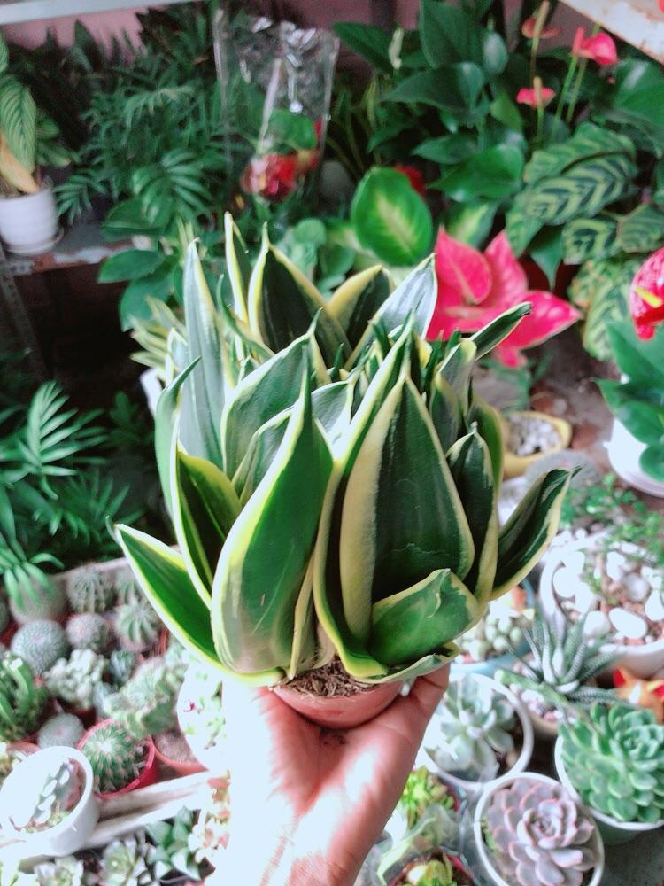 Lưỡi Hổ Thái Xanh