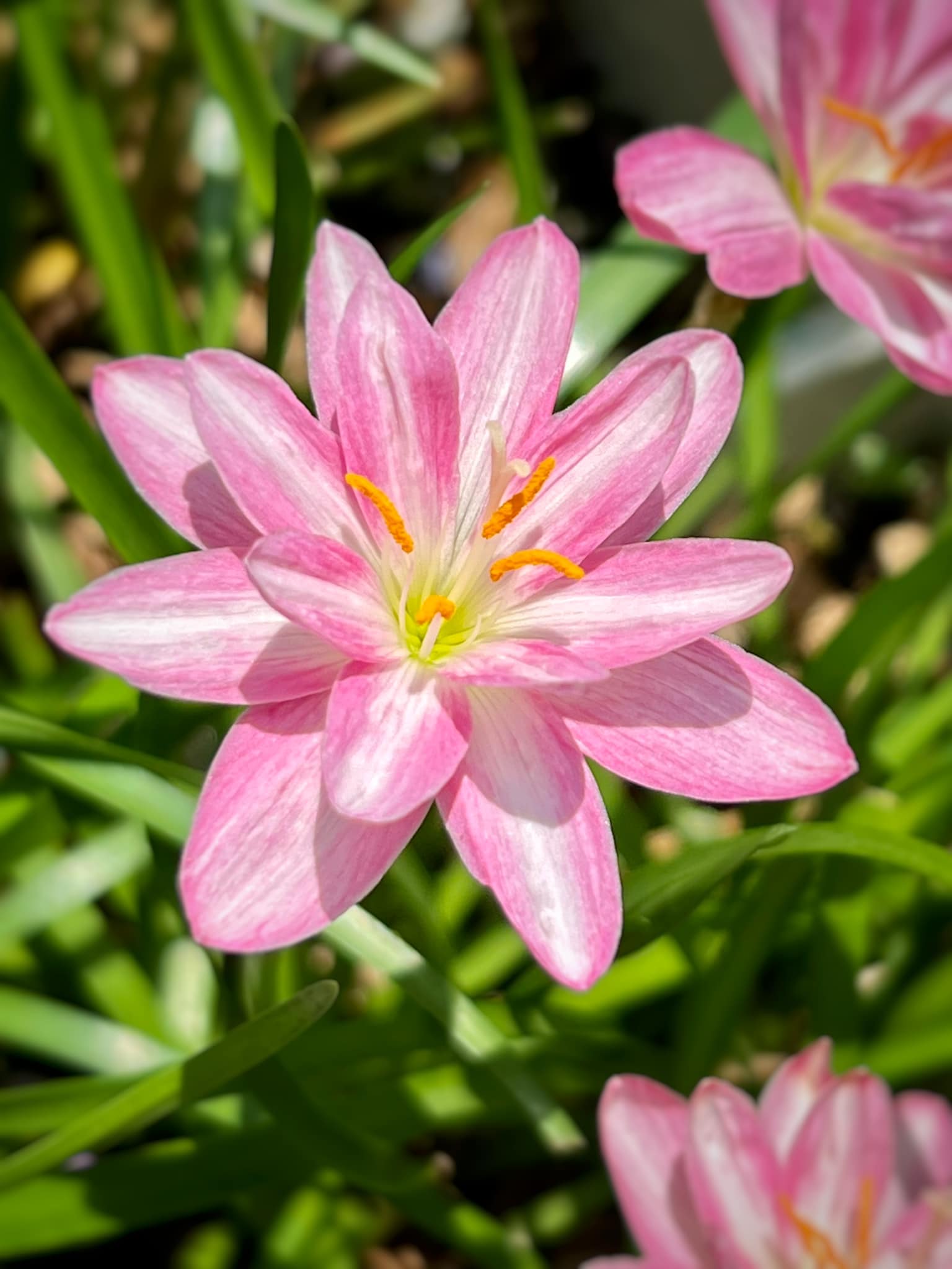 Củ huệ mưa Pink Brocade