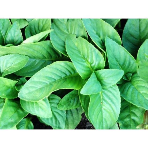 5 cây giống quế vị - Đơn hàng thanh thanh toán trước tặng 2 cây