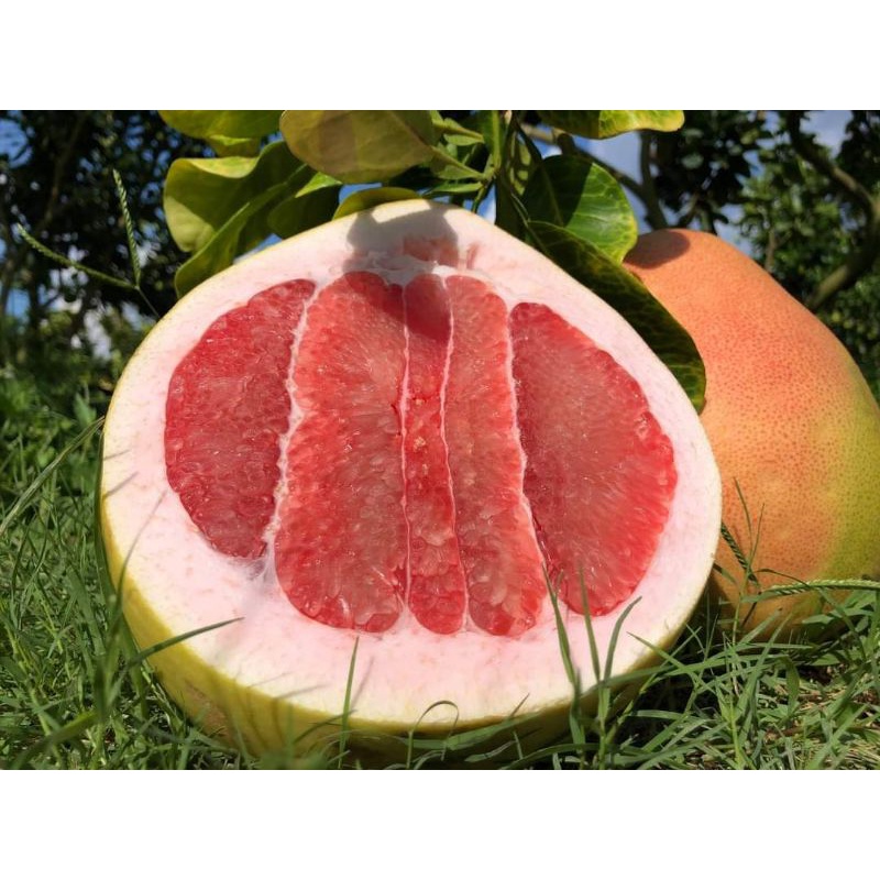 Cây giống bưởi tam hồng siêu sớm