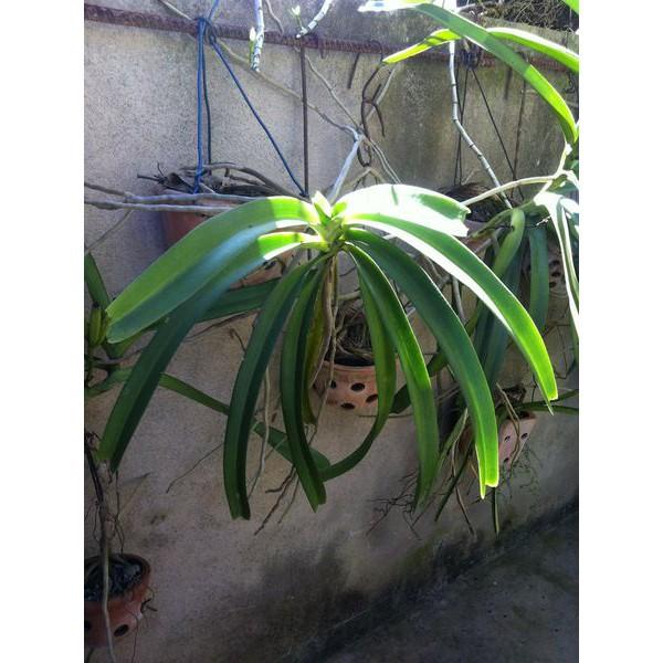 Hoa lan giáng hương đuôi chồn+ 700g phân thỏ hữu cơ