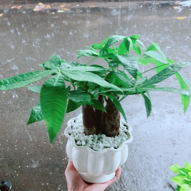 Chậu Kim Ngân 3 Thân