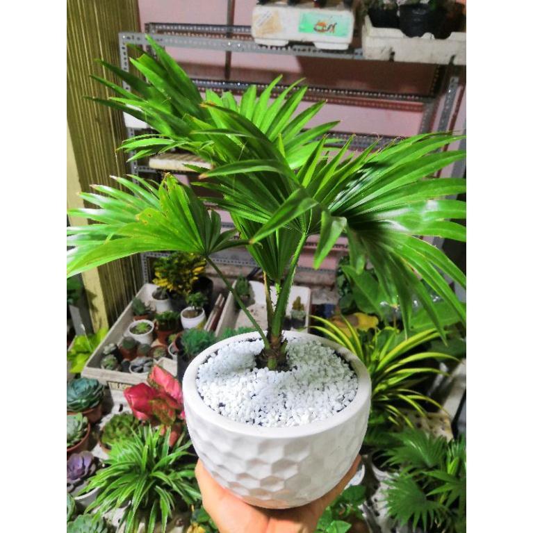 Chậu cây cọ Bán Chạy