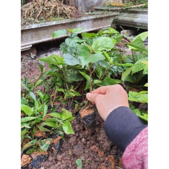 Com bo 10 cây giống hoa dâm bụt mix mau