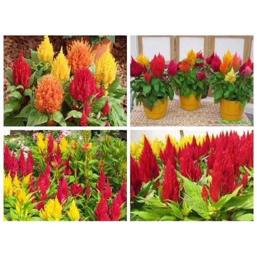 CHẬU HOA MÀO GÀ SIÊU HOA, SIÊU ĐẸP - NCHMGSHSD