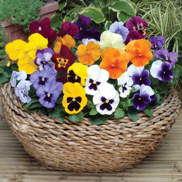 Hạt giống hoa pansy mix Hạt giống chất lượng