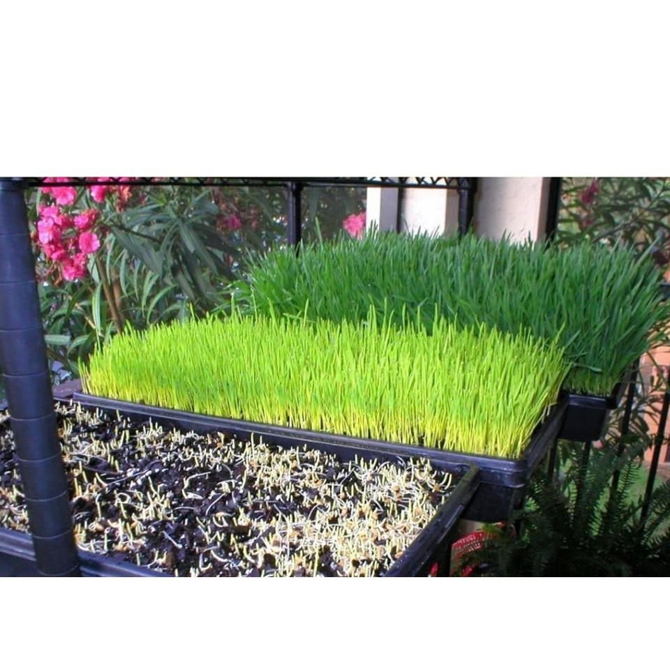 Hạt Giống Cỏ Mèo ăn